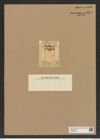 Hemiaulus pulvinatus Grev. (de-Toni-Nr.: Genus 117, Species 3388) Zeichnungen Sammlung Grunow Nr. 6807 (NHMW-BOT-W0375650)